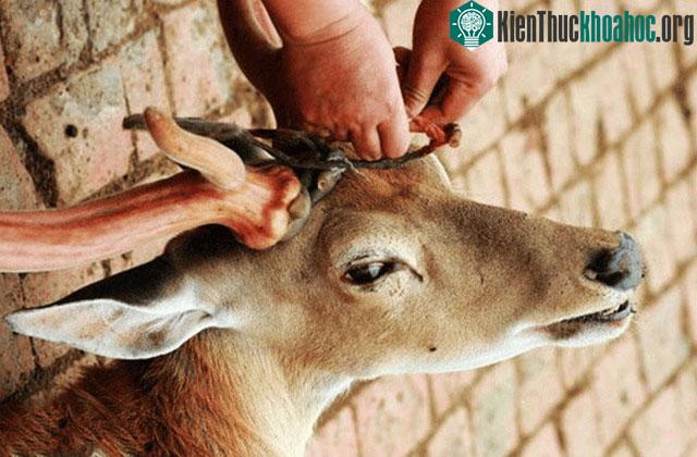 Phần gạc non mới mọc được biết đến với những công dụng dược liệu phong phú.