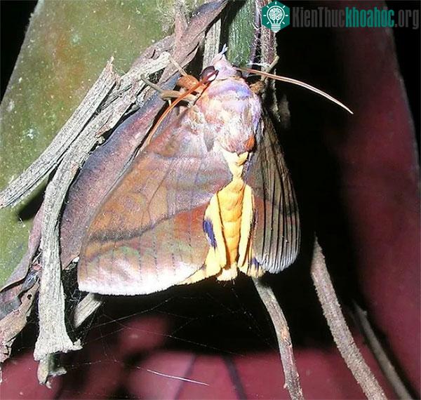 Bướm đêm Spodoptera