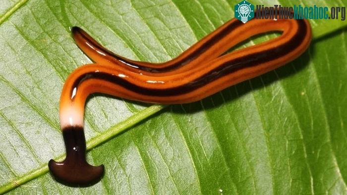 Một số loài giun đầu búa tạo ra chất độc thần kinh cực mạnh gọi là tetrodotoxin.