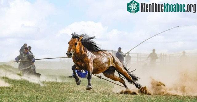 Tại sao kỵ binh Mông Cổ trong quá khứ lại mang một lượng lớn ngựa cái khi viễn chinh? ảnh 4