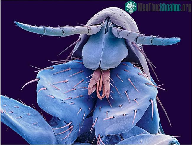 Dù họ cho rằng nguy cơ này thấp nhưng không phải không có khả năng.