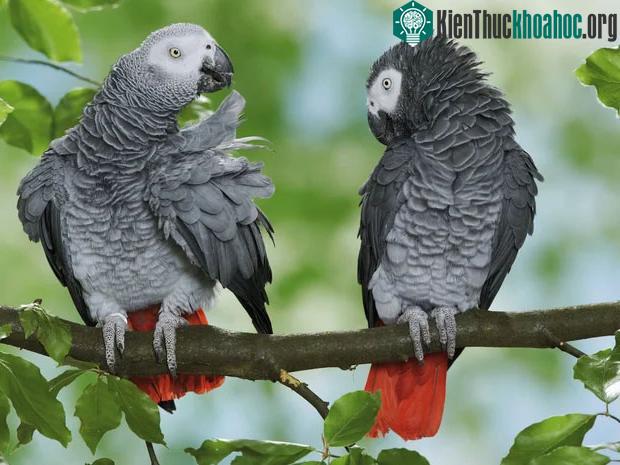 Vì sao thống trị địa cầu hàng trăm triệu năm, nhưng khủng long không thể phát triển trí thông minh như con người? ảnh 4