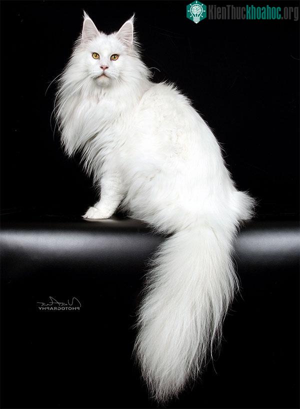 Tại sao mèo Maine Coon rất đẹp, nhưng lại có ít người nuôi? ảnh 4