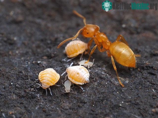 Tại sao nhiều nhà khoa học cho rằng kiến là sinh vật tiến hóa hoàn hảo nhất trên Trái đất? ảnh 4