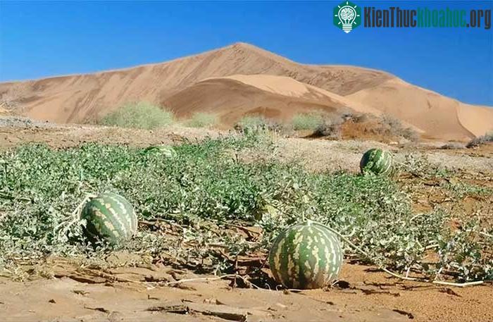 Dưa Kalahari đại diện cho nguồn nước quý giá cho cả người Bushmen và động vật của sa mạc