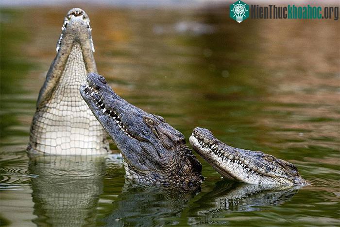 Cá sấu sông Nile sống ở sông Nile đã đi ngược dòng và đến Turkana.