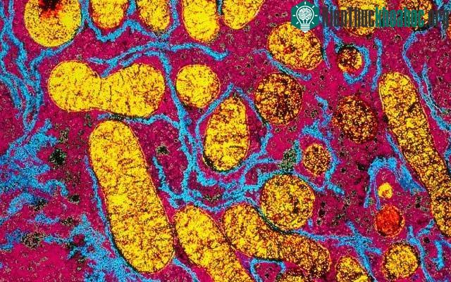 Chất độc xyanua tấn công các ty thể và chuỗi vận chuyển electron trong tế bào