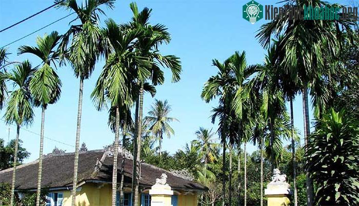 Cau gắn liền với làng quê Việt Nam.