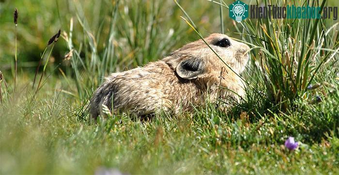 Trên thế giới có khoảng 26 loài pika, trong đó có pika cao nguyên, pika Daur, v...v..