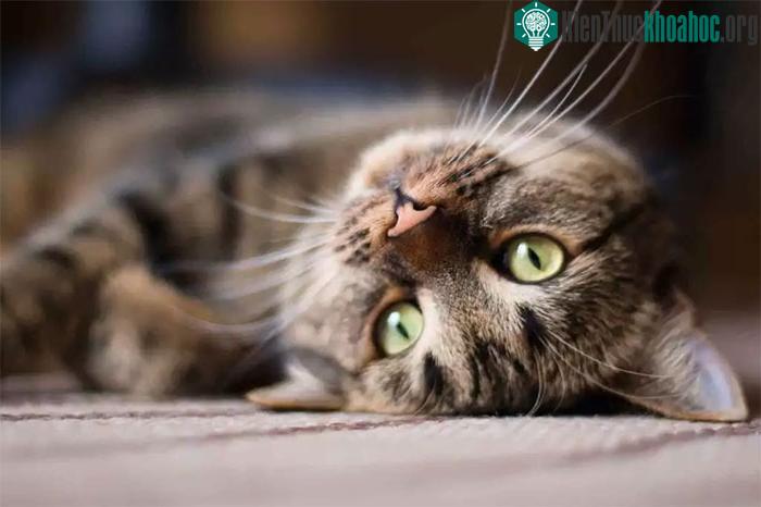 Râu mèo là bộ phận nhạy cảm, giúp biểu hiện tâm trạng của mèo.