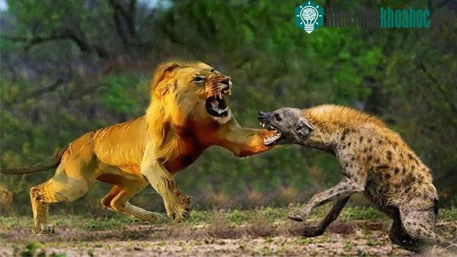 Sư tử là kẻ thù lớn nhất của linh cẩu đốm.