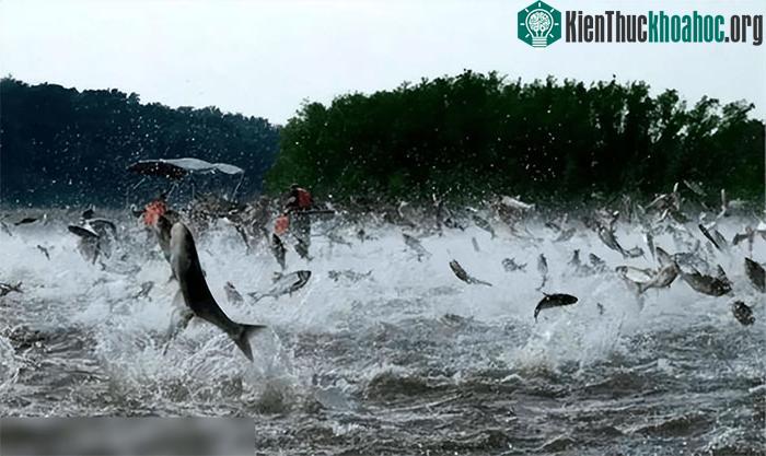 Văn hóa nuôi cá cảnh cũng ảnh hưởng đến cách nhìn nhận về cá nước ngọt.