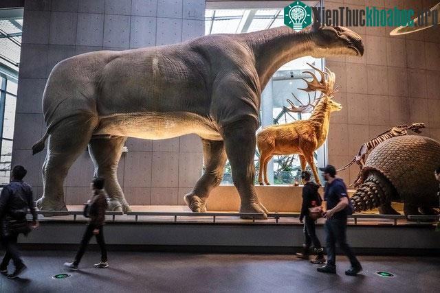 Động vật có vú trên cạn lớn nhất từng sống là Paraceratherium - Thực sự là nó lớn đến mức nào? ảnh 4
