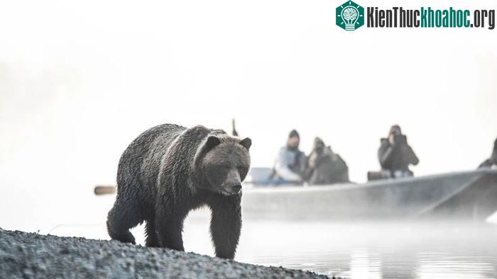 Tại sao những con gấu lại ngồi thất thần bên vệ đường? ảnh 4