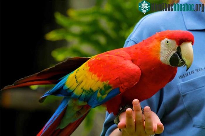 Não vẹt chứa nhiều vùng liên kết, cho phép loài vẹt vừa nghe, vừa ghi nhớ và vừa nói.