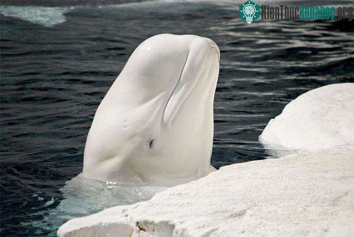 Băng đóng vai trò quan trọng đối với cá voi beluga.