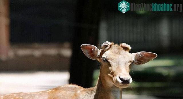 Gạc hươu là một tài nguyên thiên nhiên quý giá