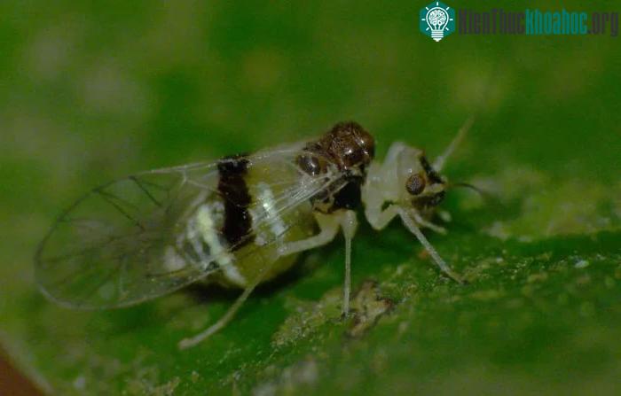 Psocoptera