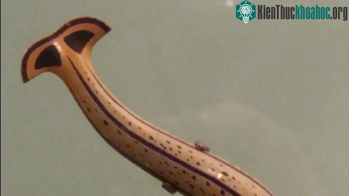 Giun đầu búa đã âm thầm xâm chiếm nhiều khu vực mới trong nhiều thập kỷ.