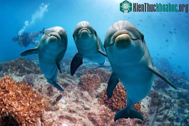 Vì sao thống trị địa cầu hàng trăm triệu năm, nhưng khủng long không thể phát triển trí thông minh như con người? ảnh 5