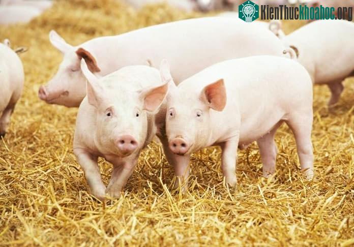 Vì sao người Mỹ không hề thích ăn thịt lợn, nhưng họ lại là một trong những quốc gia sản xuất thịt lợn lớn nhất? ảnh 5
