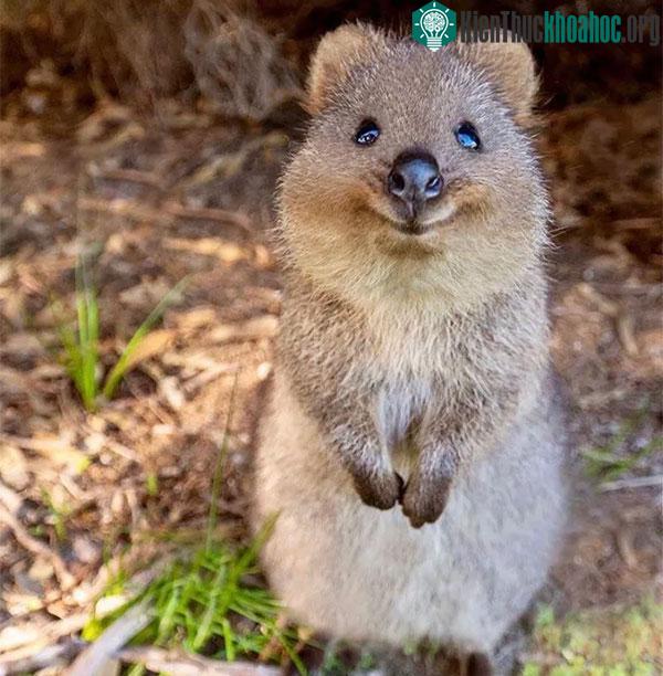 Đã có sự thay đổi rõ ràng trong môi trường kiếm ăn của loài quokkas