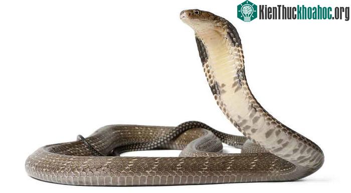 Rắn hổ mang chúa có một số hành vi săn mồi.