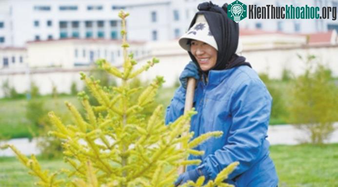 Cây giống ở Nagqu còn được áp dụng nhiều công nghệ chăm sóc tỉ mỉ, cẩn thận.