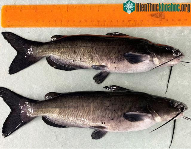 Cá nheo biến đổi gene