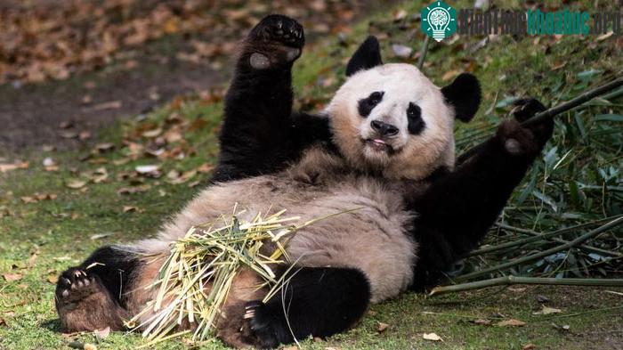 Gấu trúc khổng lồ là loài có nguy cơ tuyệt chủng cần được con người bảo vệ và nghiên cứu