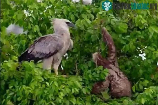 Lười sống trong môi trường rừng mưa, nơi có ít loài động vật cạnh tranh thức ăn