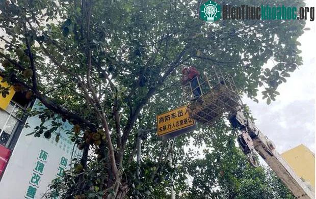 Nhân viên vệ sinh môi trường đang cắt tỉa cành của một cây mít