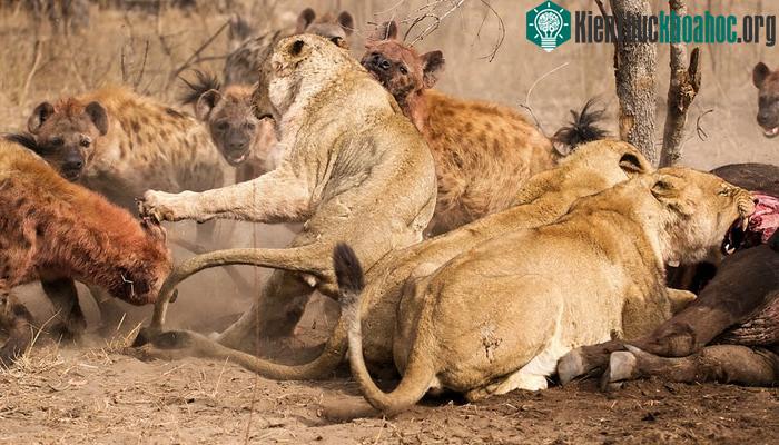 Sư tử và linh cẩu là loài săn mồi thường có sự trùng lặp trong môi trường sống