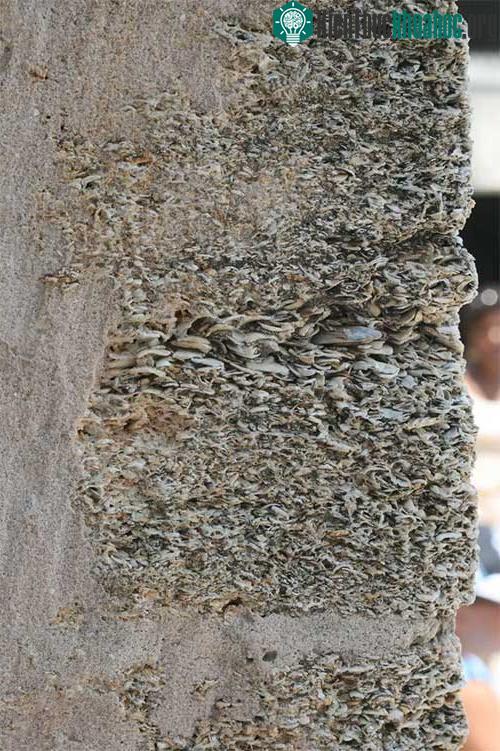 Castillo de San Marcos - Pháo đài "nuốt đạn đại bác" đặc biệt ở Mỹ ảnh 6
