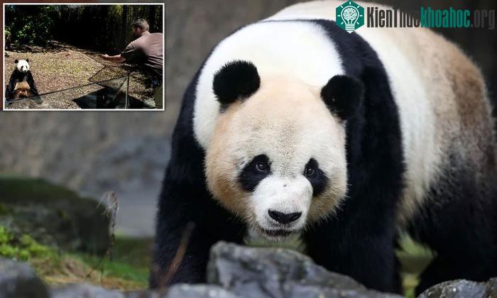 Gấu trúc khổng lồ rất khó thuần hóa và có xu hướng tức giận khi sợ hãi hoặc bị đe dọa.