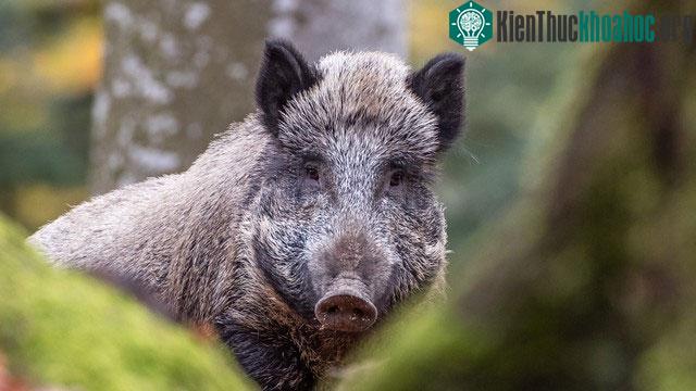 Lợn rừng tràn ngập ở Bavaria, Đức nhưng vì sao không ai dám ăn thịt chúng? ảnh 6