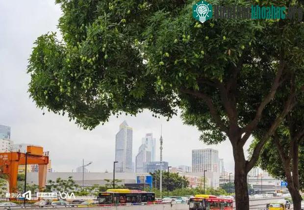 Vì sao xoài, mít rải khắp phố phường nhưng người Trung Quốc không ai dám ăn? ảnh 6