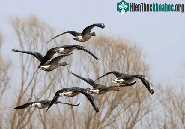 Nhiều loài chim sống theo đàn, di trú khi đến mùa lạnh