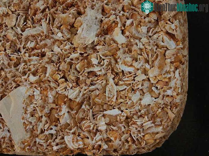 Vỏ động vật tạo thành coquina