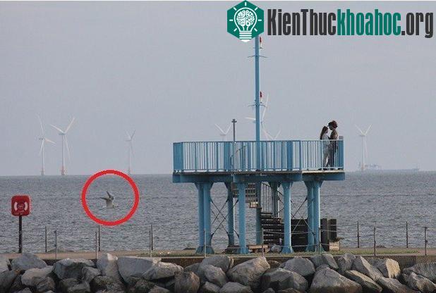Bức ảnh từng khiến nhiều người không khỏi tò mò với sinh vật kỳ lạ kia.