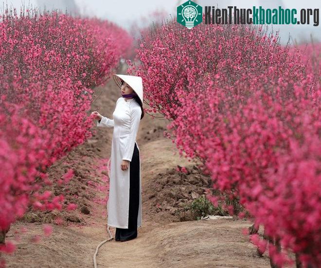 Hoa đào có màu đỏ hồng rực rỡ. (Ảnh: Vũ Minh Quân/Zing).