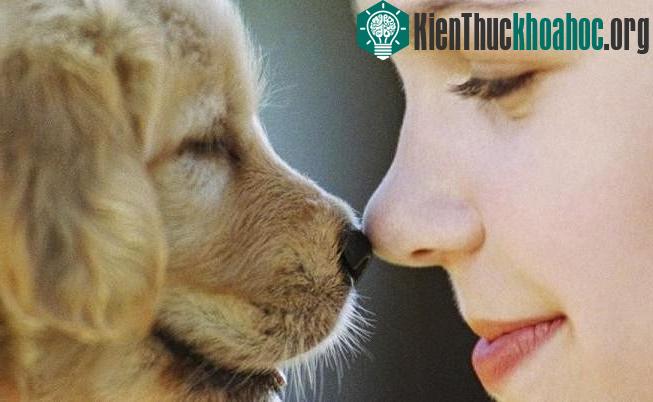 Chắc chắn bạn sẽ có một phản ứng đặc biệt khi tiếp xúc với một con chó dễ thương.