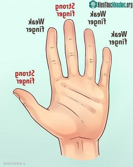 Ngón tay càng "mạnh" (strong) thì tính cách của bạn càng thể hiện rõ ràng hơn.