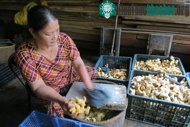 Làng nghề làm mứt gừng ở Huế