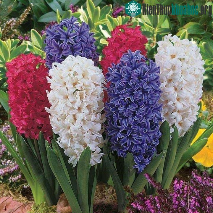 Hoa Tiên ông có nguồn gốc từ Địa Trung Hải.