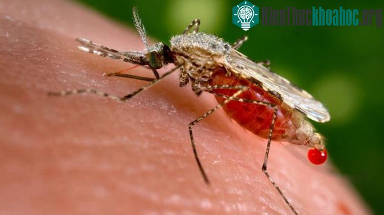 Sốt rét có thể là một nguồn bệnh chủ yếu trong lịch sử đã gây nên sự chết chóc lan tràn trong thời kỳ La Mã cổ đại.