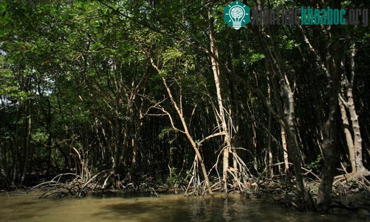Khu dự trữ sinh quyển rừng ngập mặn Cần Giờ