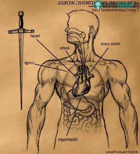Ảnh mô tả đường tiêu hoá trên của con người và chiều dài thanh kiếm.