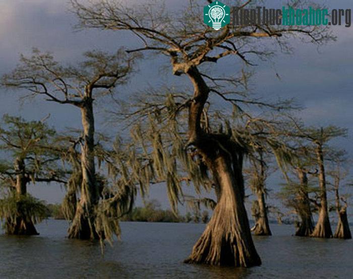 Những thân cây có hình dáng ma quái là đặc trưng khiến đầm lầy Manchac ở Louisiana được mệnh danh một trong số những nơi rùng rợn nhất thế giới.