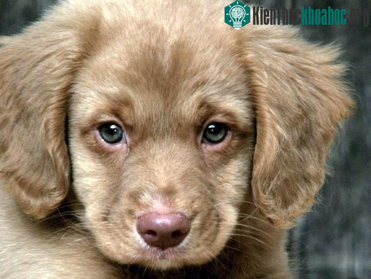 Nhìn khuôn mặt này làm sao mà không đổi giọng cho được.